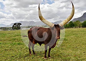 A big Ankole Cow
