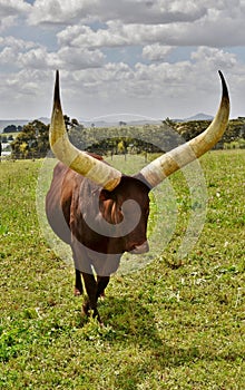 A big Ankole Cow