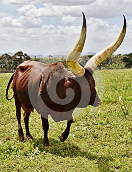 A big Ankole Cow