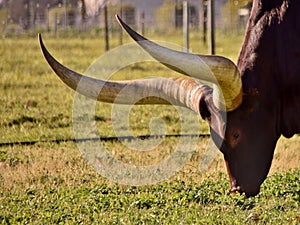 A big Ankole Cow