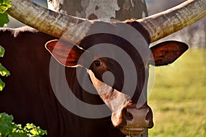A big Ankole Cow