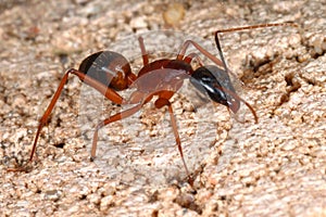Big Ant...