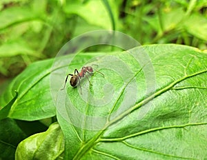 An big ant on a greem leaf