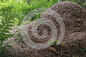 The big ant hill in a coniferous forest