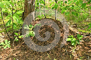 Big ant hill in the forest