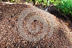 Big ant hill in the forest