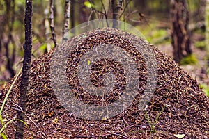 Big ant hill home  in the summer forest