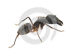 Big Ant isolated on white background
