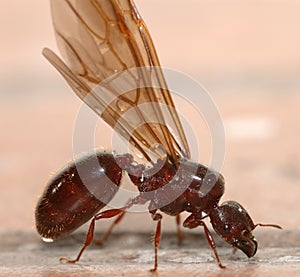 Big ant with wings