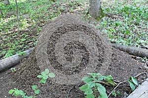 Big anthill with colony of ants in forest. Ants on the ant hill in the woods closeup, macro