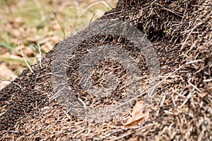Big anthill with colony of ants in forest woods