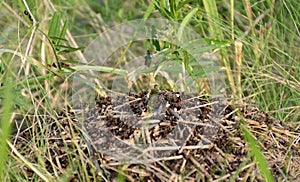 Big anthill in the forest grass !