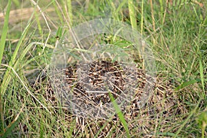 Big anthill in the forest grass !