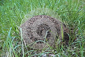 Big anthill in the reen grass