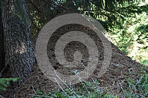 The big anthill under the tree in the coniferous forest