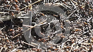 Big anthill in the woods. Big anthill with colony of ants in summer forest. Ants on the ant hill in the woods closeup