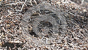 Big anthill in the woods. Big anthill with colony of ants in summer forest. Ants on the ant hill in the woods closeup