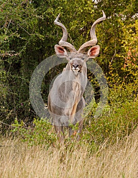Big Antilope during safari in Kruger national park South Africa, big Kudu in South Africa