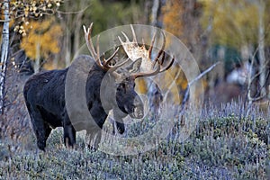 Big Antlered Bull Moose in Jackson, Wyoming