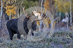 Big Antlered Bull Moose in Jackson, Wyoming photo