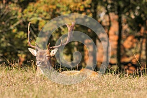 Big antlered fallow deer enjoying the sunshine