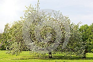 Big apple-tree