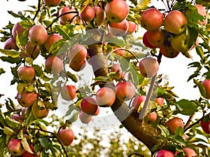 Big apple tree branch and a lot of apples
