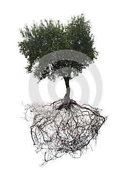 Big apple tree with roots isolated on white background