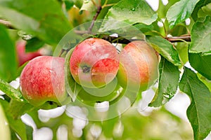 Big apple on trees in a vegetable fruit garden. Autumn seasonal harvest. red ripe apples on a branch in orchard. Water drops wet