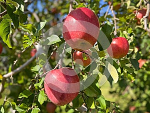 Big apples growing on the apple trees