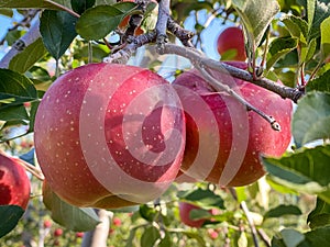 Big apples growing on the apple trees