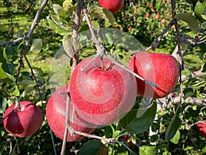 Big apples growing on the apple trees