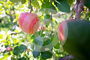 Big apples growing on the apple trees