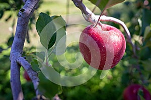 Big apples growing on the apple trees