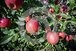 Big apples growing on the apple trees