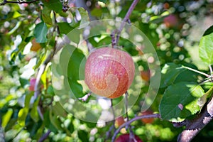 Big apples growing on the apple trees