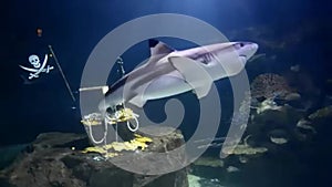 Big aquarium simulations undersea and shark swimming in side