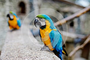 Big ara parrots in wildlife park. Trusting friendly birds in a zoo