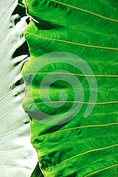 Big araceae leaf photo