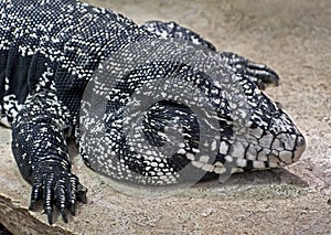 Big argentinian teju 10