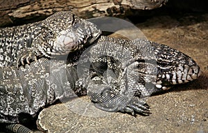 Big Argentinian Teju 3