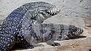 Big argentinian teju 8