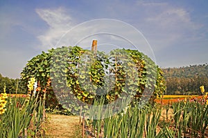 Big artificial pumpkin at Jim Thomson farm