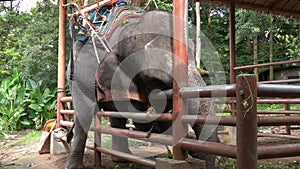 Big Asian Elephant Elephas maximus Trying to Escape from Enclosure