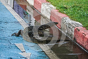 Big Asian water monitor on flooded road