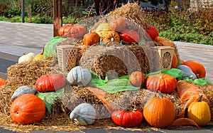 Big assortment of decorative pumpkins and squashes