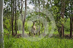 Big Australian Kangaroo In The Bush