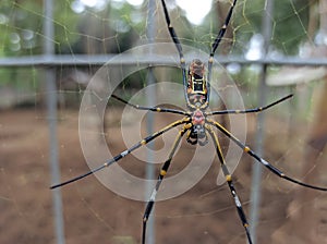 Big australian spider on a spider net