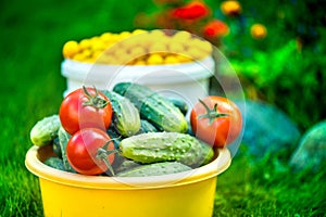 Big autumn harvest. Shot of bucket of freshly picked ripe red tomatoes, cucumbers and small yellow plums