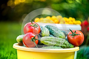 Big autumn harvest. Shot of bucket of freshly picked ripe red tomatoes, cucumbers and small yellow plums